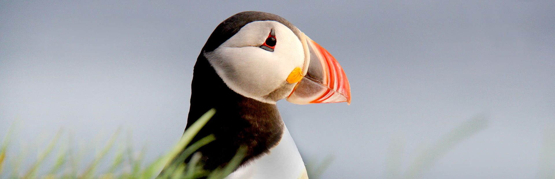Papageientaucher bei Island Reisen mit erlebe Papageientaucher bei Island Reisen mit erlebe