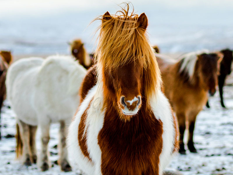 Ihr Island Spezialist seit 20 Jahren 💚 erlebe Island