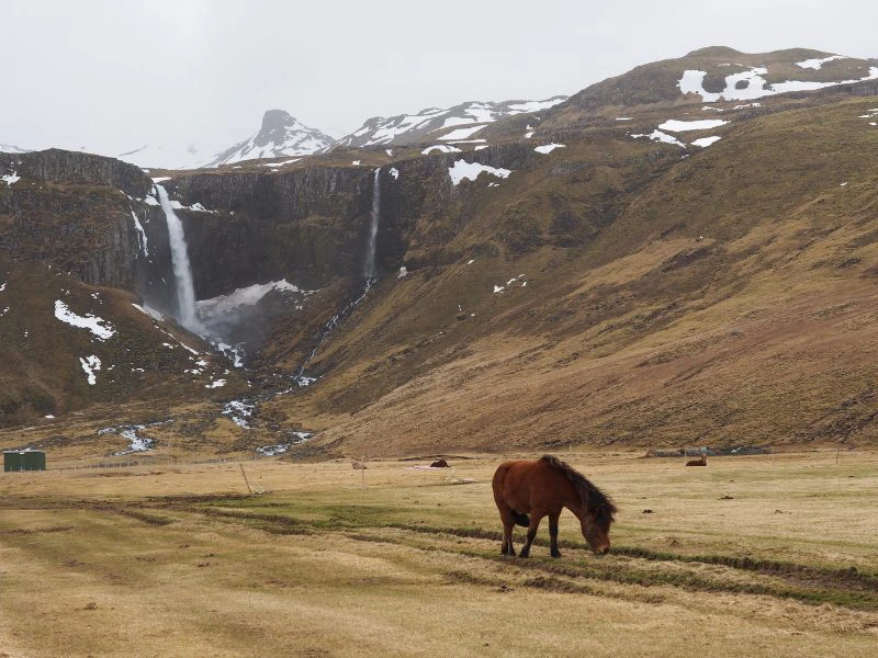 Islandpferd in der Steppe vor einer Bergwand mit Wasserfall in Island