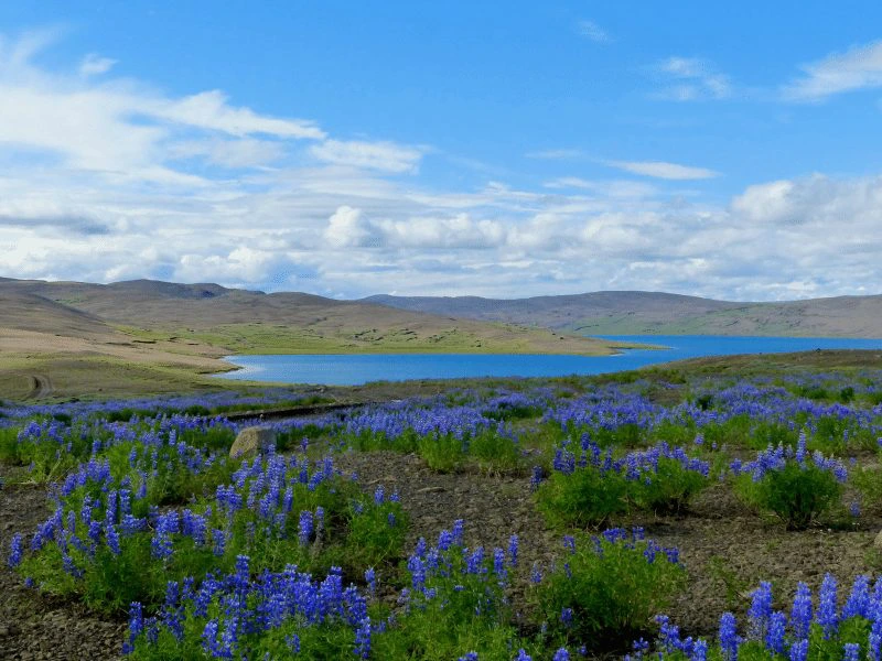 Blumenwiese vor einem See im Tal in Island
