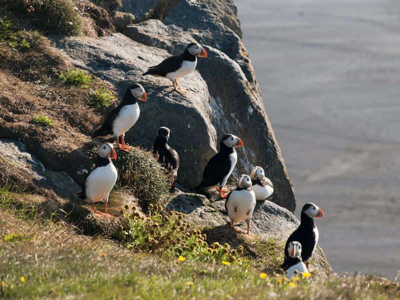 island-papageientaucher-felsen