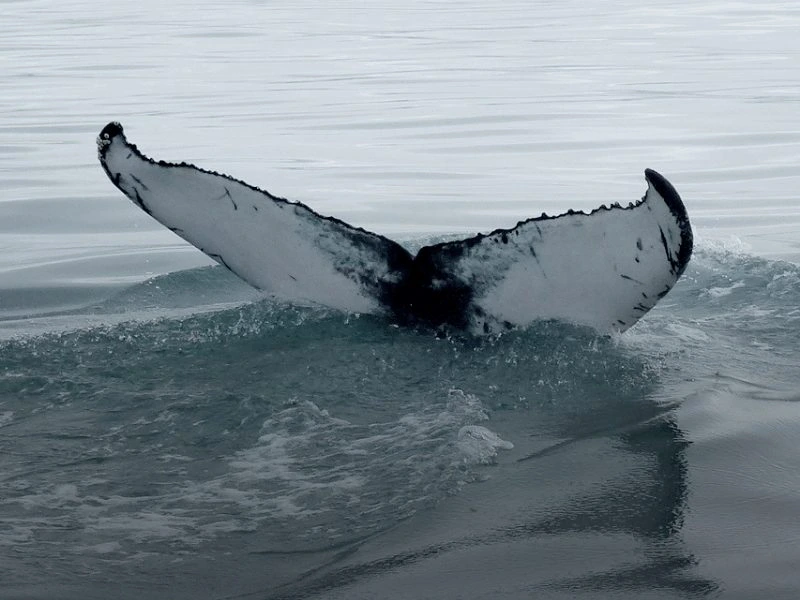 Heckflosse vom Wal in Island