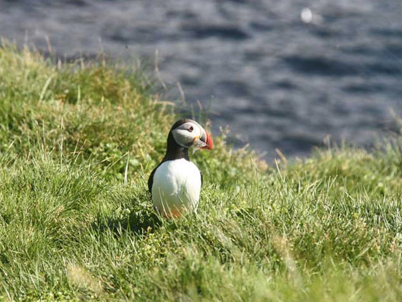 Warum nach Island reisen? Papageientaucher an der Küste Islands