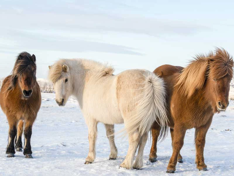 Winterliche Island Reittour