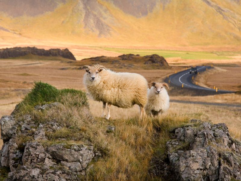 Ijslandse schapen