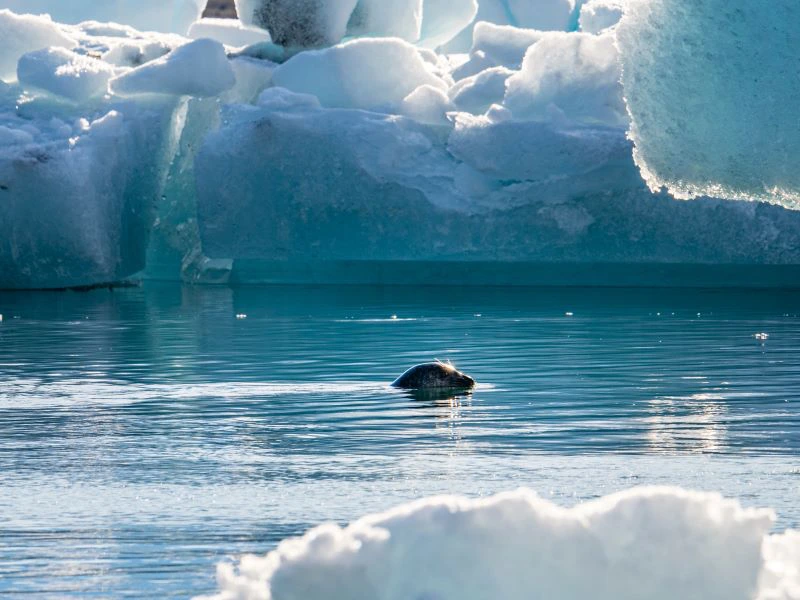 island-gletscherlagune-jökulsarlon-robbe