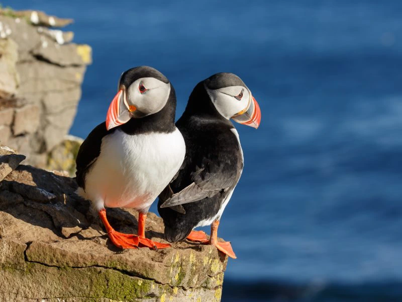 Papageientaucher in Island