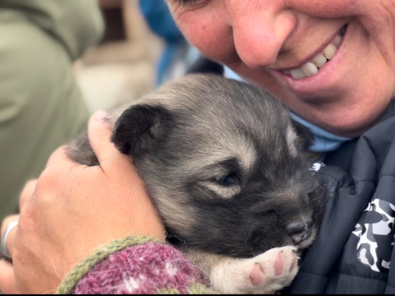 Mit Huskywelpen kuscheln auf Grönland