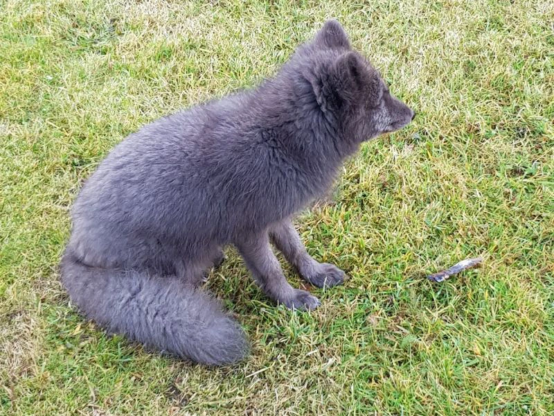 iceland_east_fjords_polarfuchs