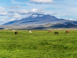 Kuhweide vor dem Vulkan Hekla