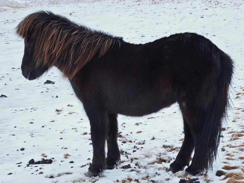 Dunkles Islandpferd im Schnee
