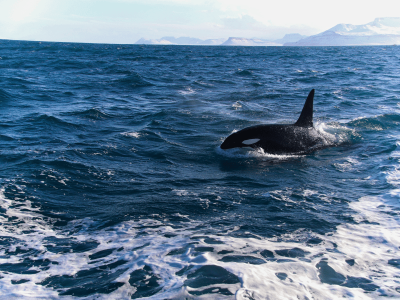 Orca guckt aus dem Wasser mit Bergen im Hintergrund