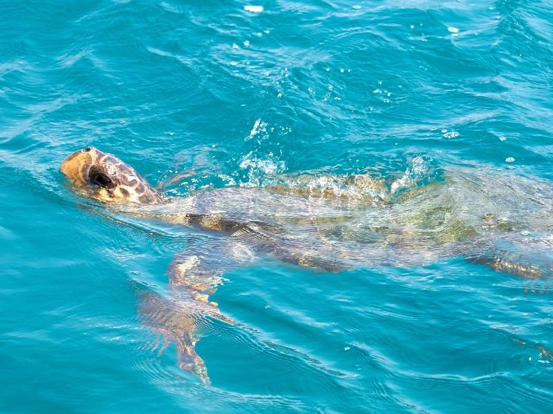 Zakynthos Reise Schildkröte