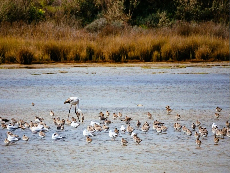 Badende Flamingos an der Algarve