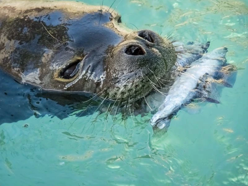 schwimmende Robbe