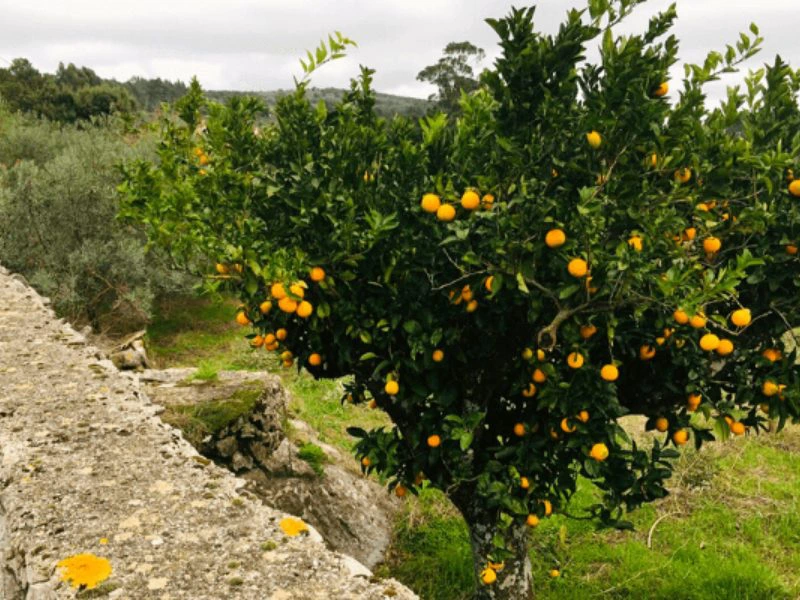 portugal baum sommer