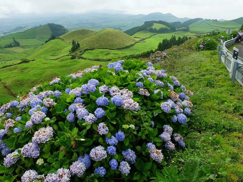Azoren Insel grüne Hügel Blumen