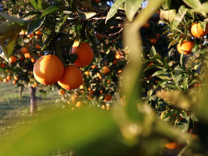 Orangenbäume in der Alentejo Region