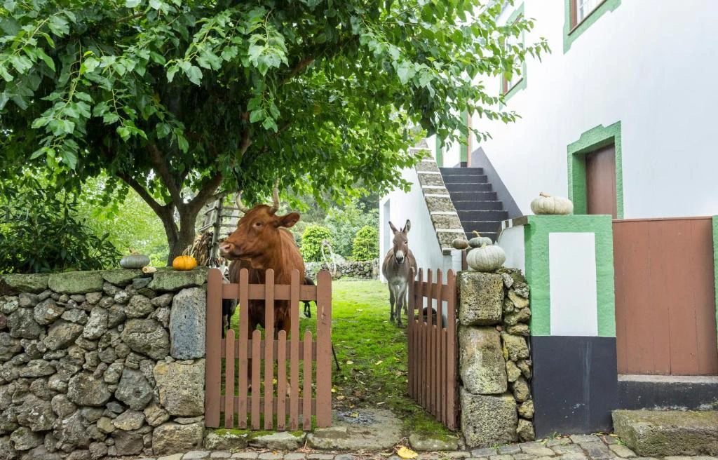 Ilha Terceira Quinta