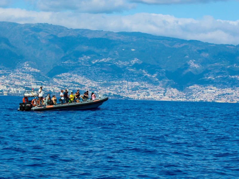 Bootstour zu Delfinen