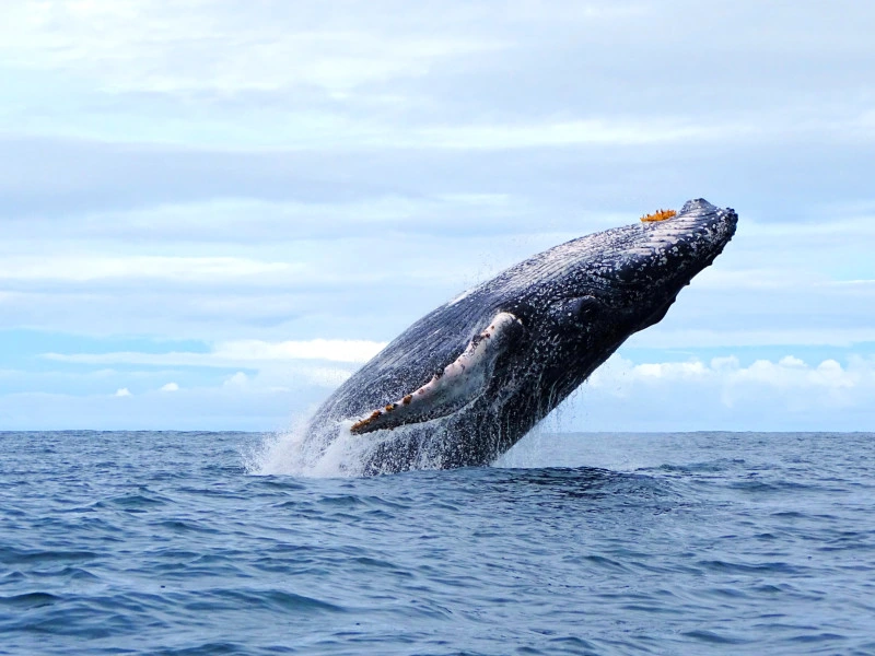 Wale beobachten auf Madeira