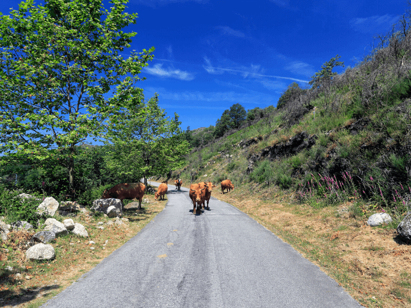 Straße im Nationalpark Peneda Geres