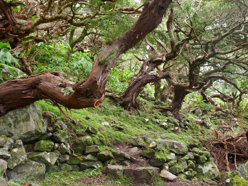 Wald auf den Azoren