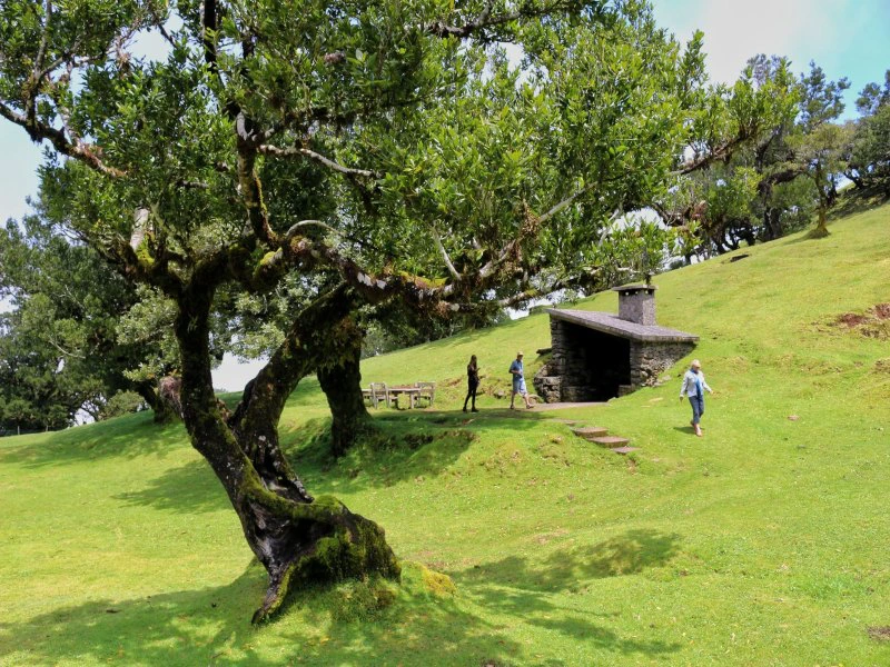Fanal forest Madeira