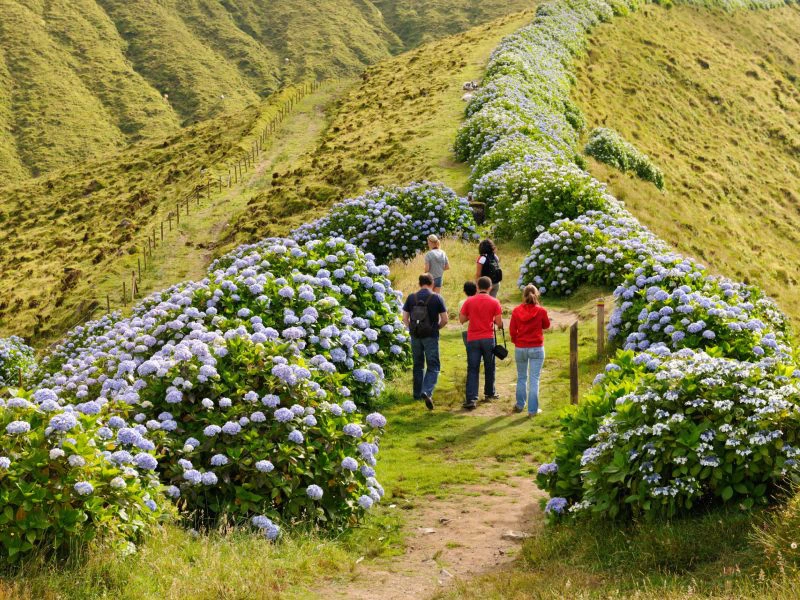 Hortensienblüte auf Faial