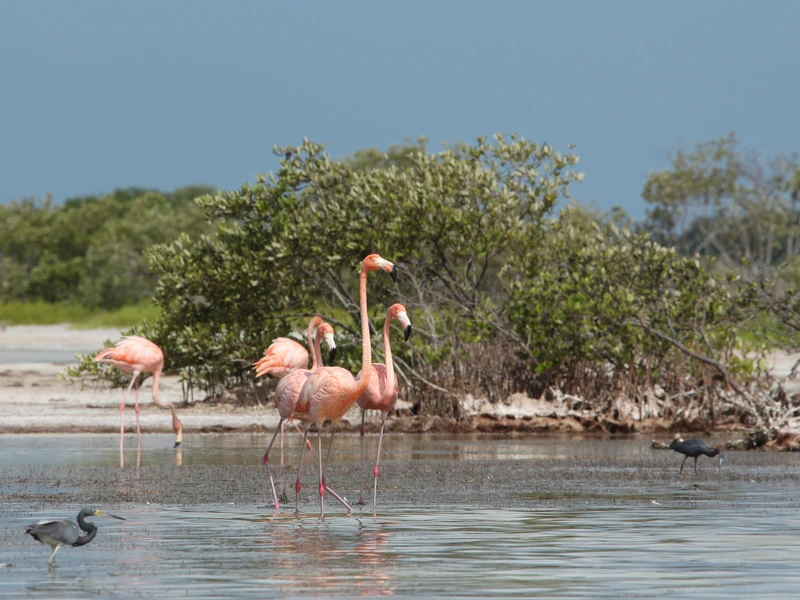 Flamingos in Bucht