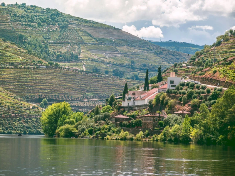 Ein Weinberg in Portugal