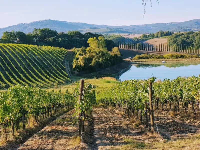 italien rundreise toskana weinberge