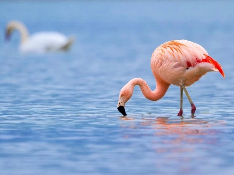 Sinis Halbinsel: Flamingos