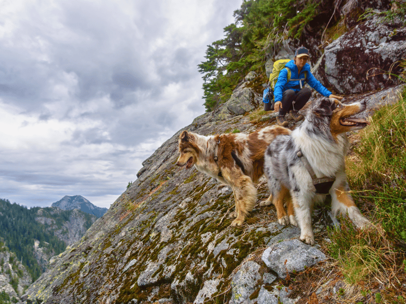 Wandern mit Hund in Piedmont