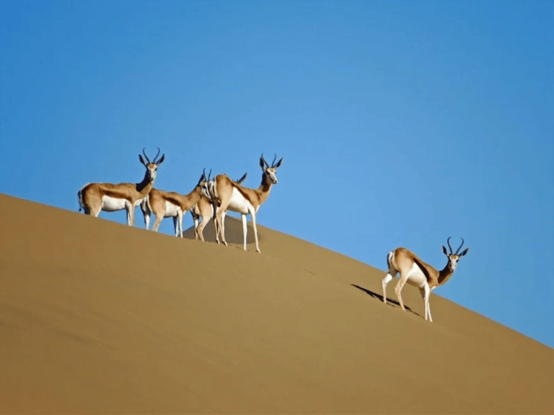 Sandwich Harbour Namibia Swakopmund