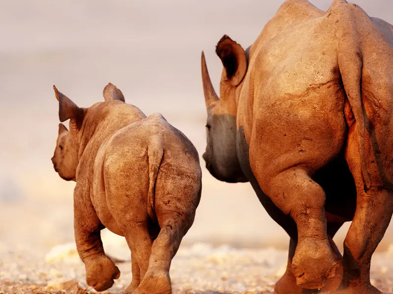 Nashörner im Namibia Etosha Nationalpark Afrika