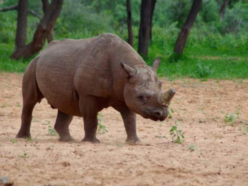 Nashorn in Namibia
