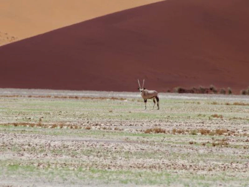 Springbock in Namibia