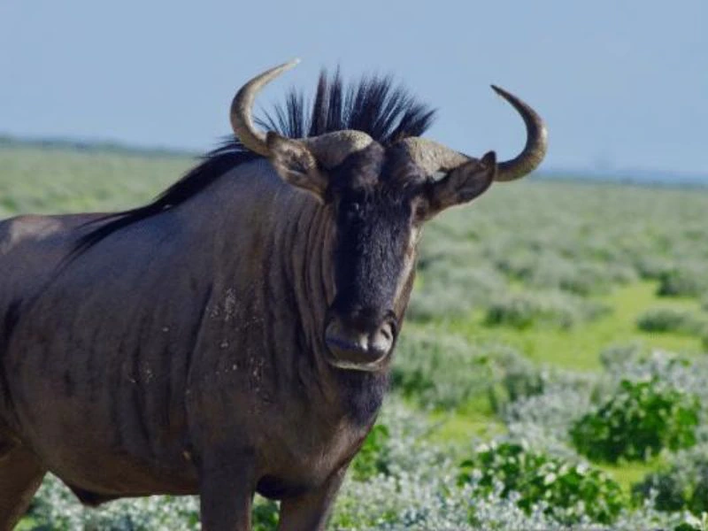 Gnu in Namibia