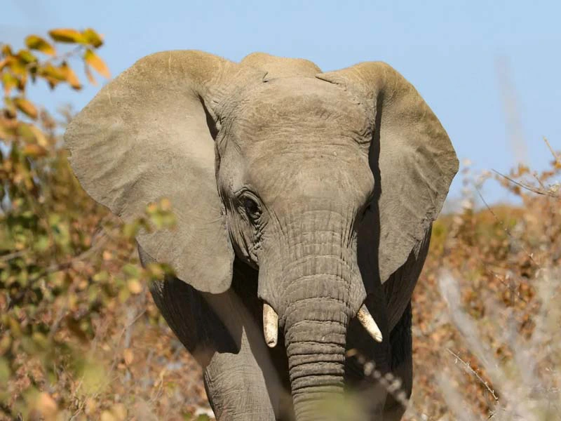 Begegnung mit einem Elefanten im Etosha Nationalpark in Namibia