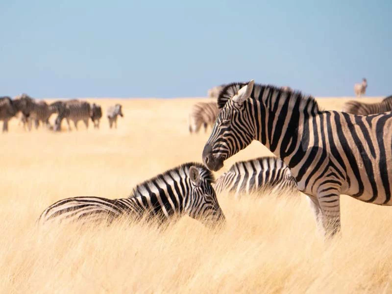 Namibia Rundreisen im Etosha Nationalpark mit Zebras