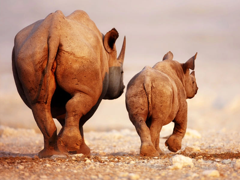 Etosha Nationalpark