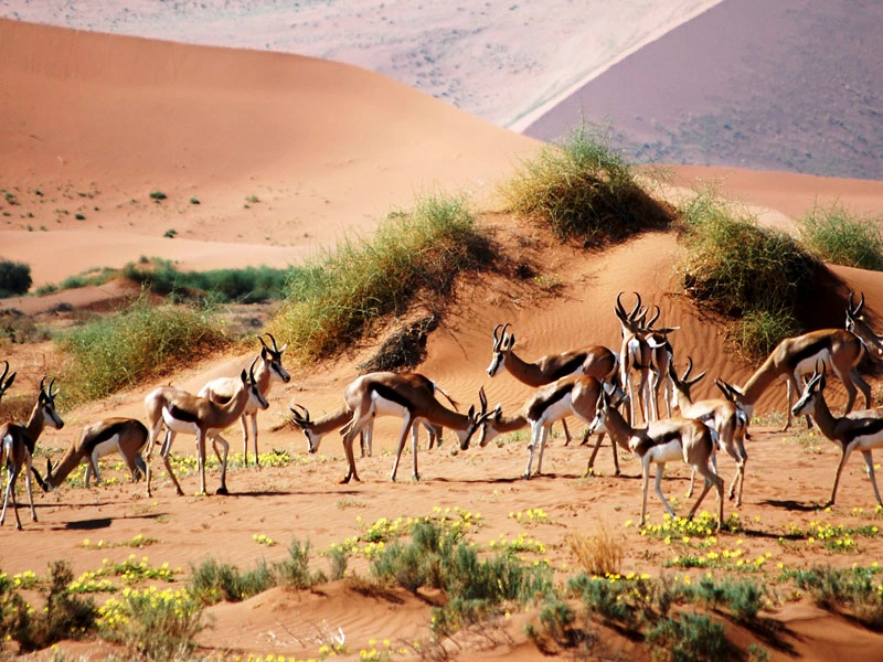 Eine Herde Gazellen in Sossusvlei