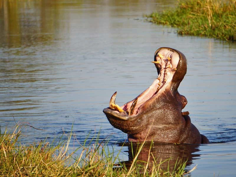 Flusspferd im Moremi Nationalpark Botswana