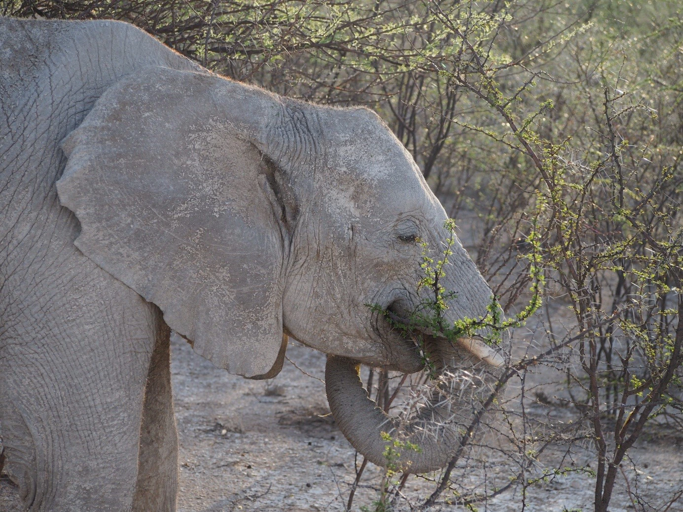 Elefant beim Fressen in Namibia