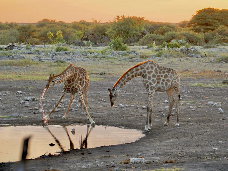 Giraffen in Namibia