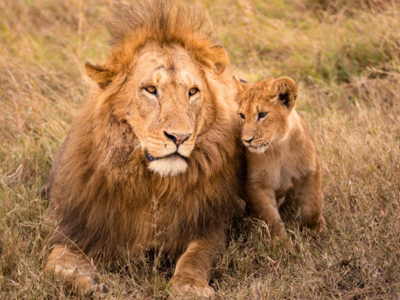 Löwe mit jungem Tier in Namibia