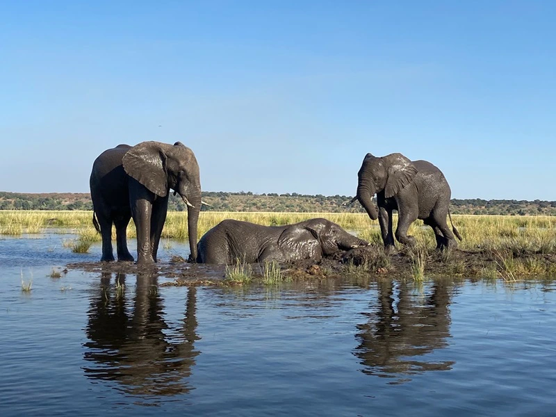 Elefanten in Namibia und Botswana