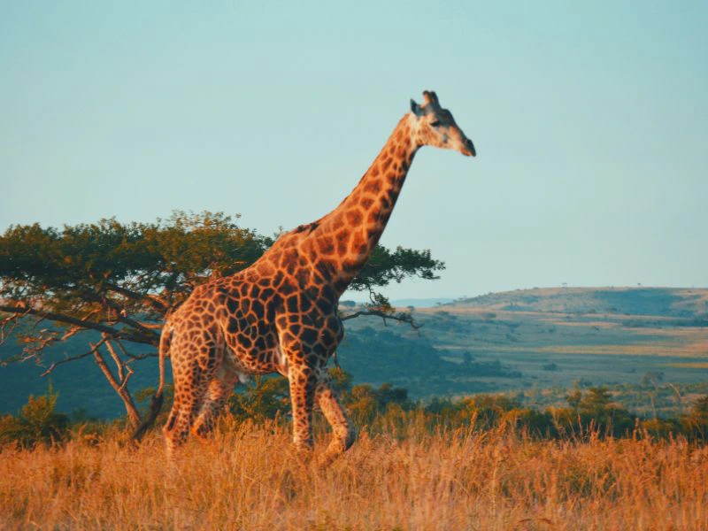 Botswana - Chobe - Giraffe
