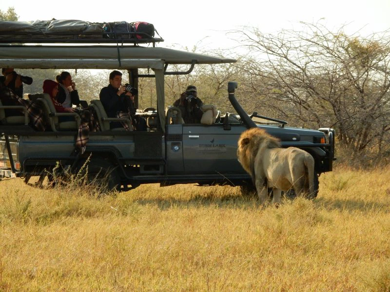 Botswana Kasane - Safari Löwe